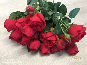 ROSE BR. FRANCOIS RABELAIS 40